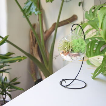 Diy Air Plant Terrarium Kit Hanging Terrarium Gift Forest Green, 7 of 7