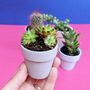 Indoor Succulents In Handmade Ceramic Pots, thumbnail 5 of 6