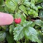 Full Day Yorkshire Foraging Experience With Wild Lunch, thumbnail 3 of 8