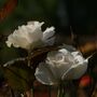 Floribunda Rose 'Margaret Merrill' Plant 5 L Pot, thumbnail 2 of 2