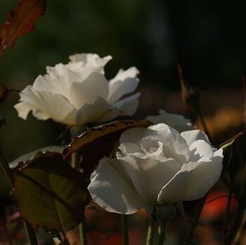 Floribunda Rose 'Margaret Merrill' Plant 5 L Pot, 2 of 2