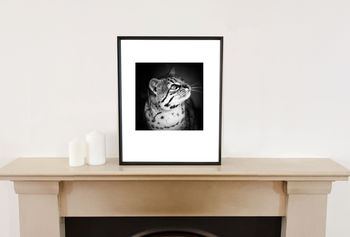 'Geoffroy's Cat' Black And White Signed Art Print, 2 of 7