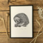 E Is For Echidna Illustration Print, thumbnail 3 of 6