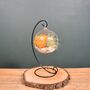 Diy Air Plant Terrarium Kit Hanging Terrarium Gift Autumn Orange, thumbnail 4 of 10