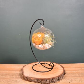 Diy Air Plant Terrarium Kit Hanging Terrarium Gift Autumn Orange, 4 of 10