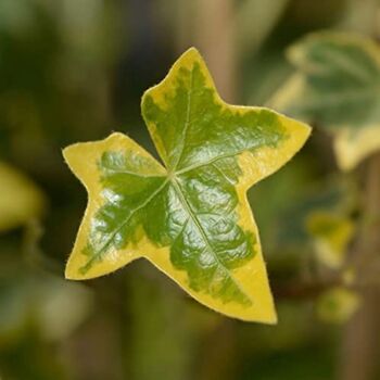 Houseplant Variegated Ivy 'Goldchild', 3 of 6