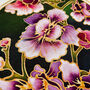 Midnight Orchid DIY Batik Craft Kit For Beginners, thumbnail 3 of 5