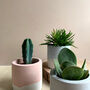 Pastel Concrete Pot With Succulent Or Cactus, thumbnail 5 of 5