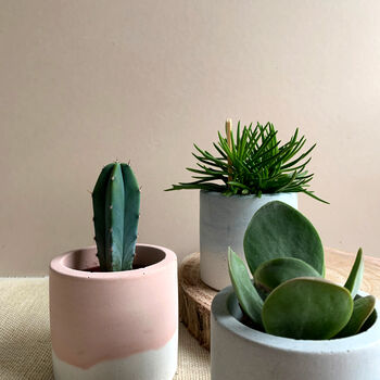 Pastel Concrete Pot With Succulent Or Cactus, 5 of 5