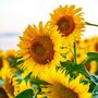 Sunflower Sunrich Orange, Full Plants In 9cm Pots, thumbnail 1 of 5