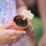 Personalised Sunflower Seed Grow Kit, thumbnail 4 of 6