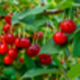 Cherry Tree, 'Summit', thumbnail 11 of 12