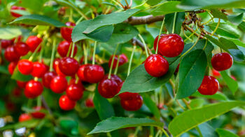 Cherry Tree, 'Summit', 11 of 12