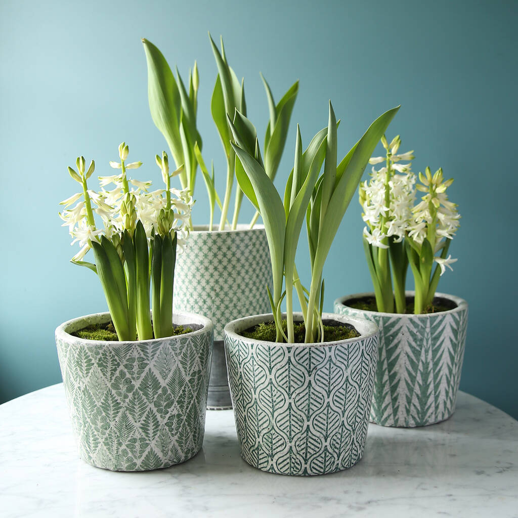 Large Green Patterned Plant Pot By Clem & Co