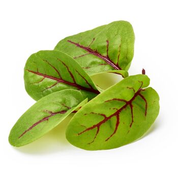 Vegetable Plants Sorrel 'Red Veined' 9x Plug Plants, 7 of 7