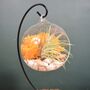 Diy Air Plant Terrarium Kit Hanging Terrarium Gift Autumn Orange, thumbnail 6 of 10