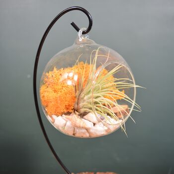 Diy Air Plant Terrarium Kit Hanging Terrarium Gift Autumn Orange, 6 of 10