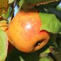 Fruit Trees Apple Cox Orange Pippin Bare Rooted, thumbnail 1 of 5