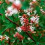 Shrub Abelia Grandiflora One Plant In Two Litre Pot, thumbnail 2 of 5