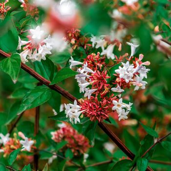 Shrub Abelia Grandiflora One Plant In Two Litre Pot, 2 of 5