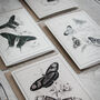 Set Of Four Butterfly Cards – Vintage Illustration Mix, thumbnail 1 of 12