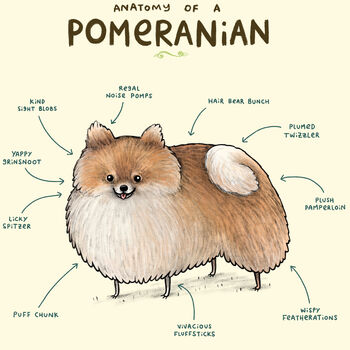 Anatomy Of A Pomeranian Art Print By Sophie Corrigan, 3 of 4