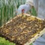 Rural Beekeeping And Craft Beer Experience For Two, thumbnail 8 of 9