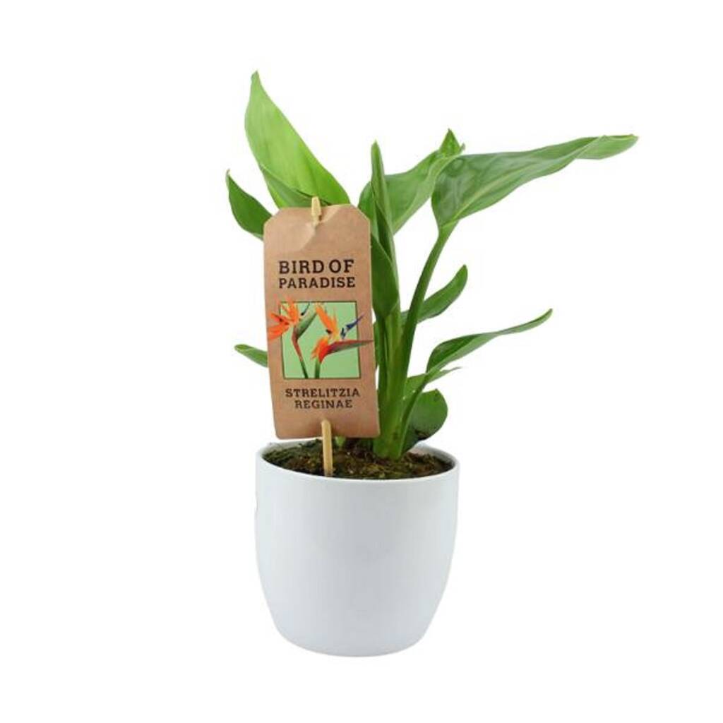 Bird Of Paradise In White Ceramic Pot By Plants By Post