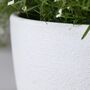 Pack Of Two Modern Planters Pots With Drainage Holes, thumbnail 8 of 12