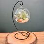 Diy Air Plant Terrarium Kit Hanging Terrarium Gift Light Blue, thumbnail 7 of 9