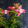 Fuchsia 'Pink + White Bicolour' One Litre Pot, thumbnail 2 of 5