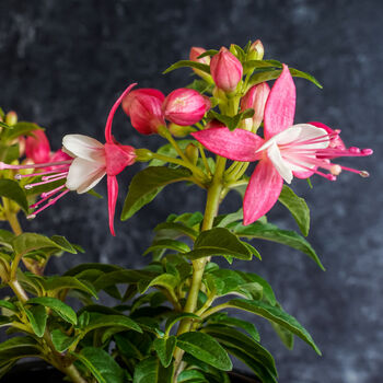 Fuchsia 'Pink + White Bicolour' One Litre Pot, 2 of 5