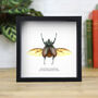 Devil Horned Rhinoceros Beetle Insect Bug Entomology Taxidermy Box Frame, thumbnail 1 of 3