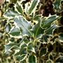 Holly Plants Ilex 'Silver Queen' Two X One Litre Pots, thumbnail 5 of 5