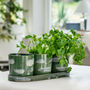 Serax Trio Of Designer Hand Glazed Herb Pots On A Tray, thumbnail 5 of 5