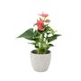 Pink Flamingo Flower Anthurium In 12cm Pot, thumbnail 2 of 8