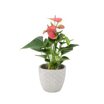 Pink Flamingo Flower Anthurium In 12cm Pot, 2 of 8