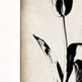 Tulip Fine Art Print Botanical Series, thumbnail 4 of 7