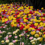 Spring Bulbs Tulips 'Double Mixed' 36 Bulb Pack, thumbnail 4 of 6