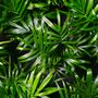 Parlour Palm Plant, Chamaedorea Elegans, One 9cm Pot, thumbnail 2 of 4