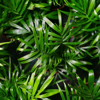 Parlour Palm Plant, Chamaedorea Elegans, One 9cm Pot, 2 of 4
