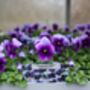 Flowers Viola 'Beaconsfield' 20 X Plant Pack, thumbnail 6 of 6