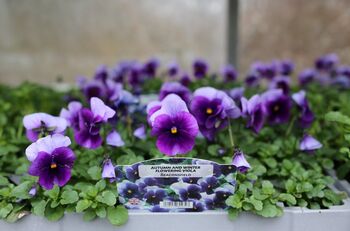 Flowers Viola 'Beaconsfield' 20 X Plant Pack, 6 of 6