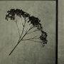 Large Antique Pressed Flower Frame: Dried Buddleia, thumbnail 2 of 8