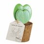 Love Heart Plant Hoya Kerrii Single Hearts Gift, thumbnail 2 of 4