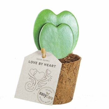 Love Heart Plant Hoya Kerrii Single Hearts Gift, 2 of 4
