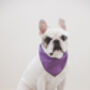 Classic Polka Dot Dog Bandana In Red, Green Or Purple, thumbnail 7 of 12