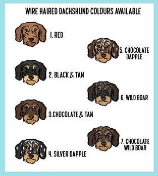 Wire Haired Dachshund Adult T Shirt, 5 of 6