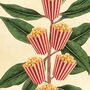 Popcorn Movie Poster Botanical Print, thumbnail 9 of 11