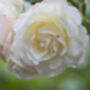 Climbing Rose 'Madame Alfred Carriere' Bare Rooted, thumbnail 3 of 4